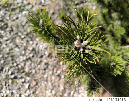 Close-up of a pine tree in the rays of sunlight Close-up of a pine tree in the rays of sunlight 138153618