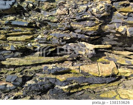 Play of shadows on cracked tree bark 138153626