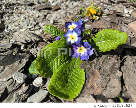 Purple primrose among wood mulch and stones 138153627