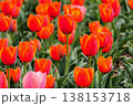 赤いチューリップ 138153718