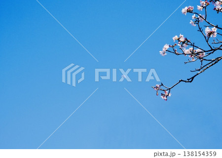 下松公園の咲き始めた桜と半月 138154359