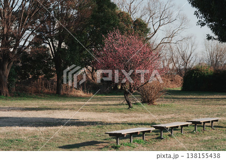 満開の紅梅とベンチ 満開の紅梅とベンチ 138155438