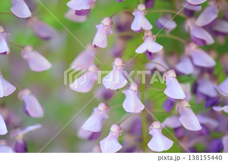 藤の花のある風景 藤の花のある風景 138155440