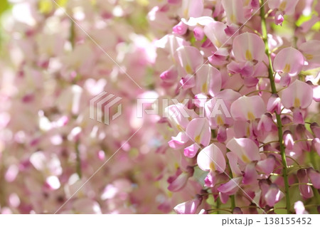 藤の花のある風景 藤の花のある風景 138155452