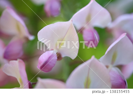 藤の花のある風景 138155455