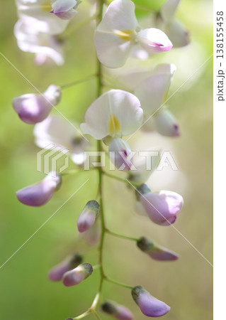 藤の花のある風景 138155458