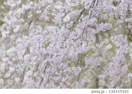 枝垂れ桜の老木 春の光景 枝垂れ桜の老木 春の光景 138155503