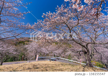 （山梨県）大法師公園　満開の桜　桜祭り 138155547
