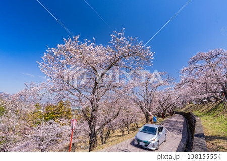 （山梨県）大法師公園　満開の桜　桜祭り 138155554