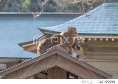高崎山のおサルさん 138155599