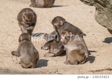 高崎山のおサルさん 138155823