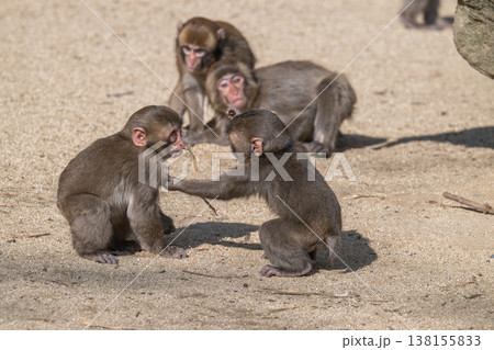 高崎山のおサルさん 138155833