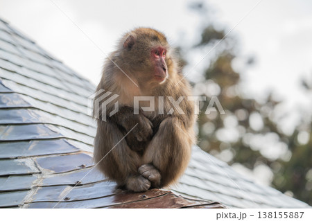 高崎山のおサルさん 138155887
