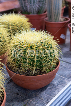 Golden barrel cactus - echinocactus grusonii - showcasing its spherical green body and radiating sharp yellow spines, cultivated in a brown plastic pot on a patterned surface Golden barrel cactus - echinocactus grusonii - showcasing its spherical green body and radiating sharp yellow spines, cultivated in a brown plastic pot on a patterned surface 138155973