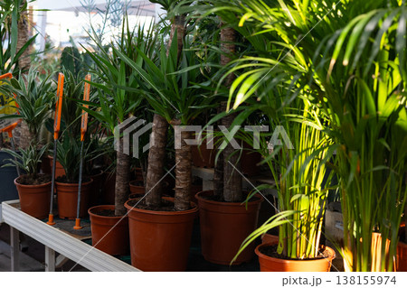 Potted yucca and palm plants displaying vibrant green foliage growing in a commercial nursery, symbolizing growth, nature, and the beauty of thriving houseplants Potted yucca and palm plants displaying vibrant green foliage growing in a commercial nursery, symbolizing growth, nature, and the beauty of thriving houseplants 138155974