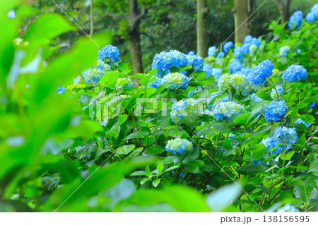 雨に濡れるブルーの紫陽花の群生 雨に濡れるブルーの紫陽花の群生 138156595