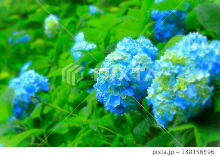 雨に濡れるブルーの紫陽花 雨に濡れるブルーの紫陽花 138156596
