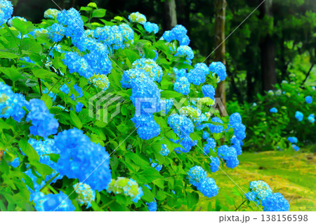 雨に濡れるブルーの紫陽花の群生 雨に濡れるブルーの紫陽花の群生 138156598