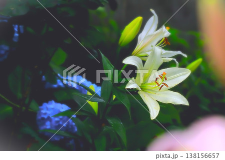 雨に濡れる白い百合と青い紫陽花 雨に濡れる白い百合と青い紫陽花 138156657