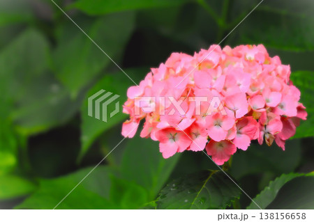 雨に濡れるピンクの紫陽花の花 雨に濡れるピンクの紫陽花の花 138156658
