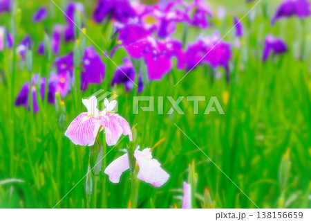 雨に濡れる赤紫と青紫の花菖蒲の群生 138156659