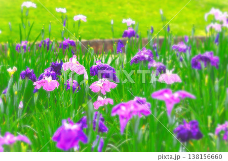 どしゃ降りの雨に打たれる花菖蒲の群生 138156660
