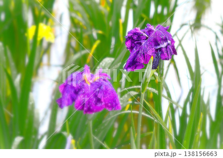 どしゃ降りの雨に打たれる青紫の花菖蒲 138156663
