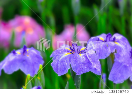 どしゃ降りの雨に濡れる青い花菖蒲 どしゃ降りの雨に濡れる青い花菖蒲 138156740