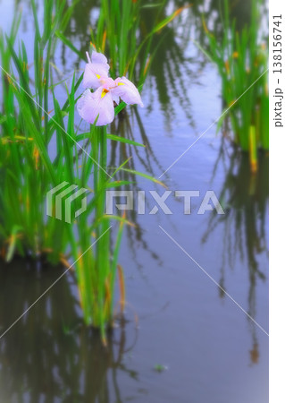 雨に濡れる花菖蒲と水面に映し込む雨上がりの青空 雨に濡れる花菖蒲と水面に映し込む雨上がりの青空 138156741