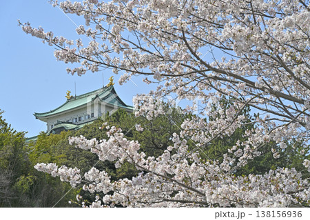 名古屋城と桜 名古屋城と桜 138156936