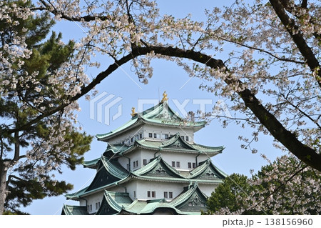 名古屋城と桜 名古屋城と桜 138156960