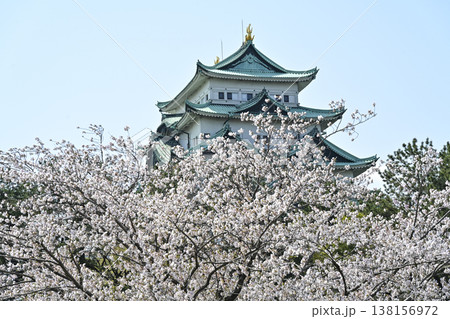 名古屋城と桜 名古屋城と桜 138156972