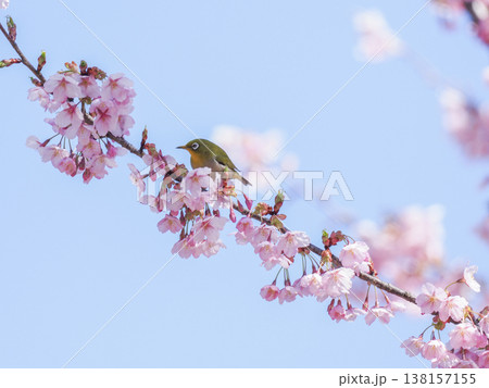 メジロと桜 138157155