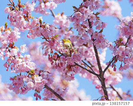 メジロと桜 138157157