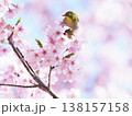 メジロと桜 138157158