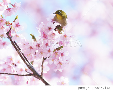 メジロと桜 138157158