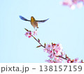 メジロと桜 138157159