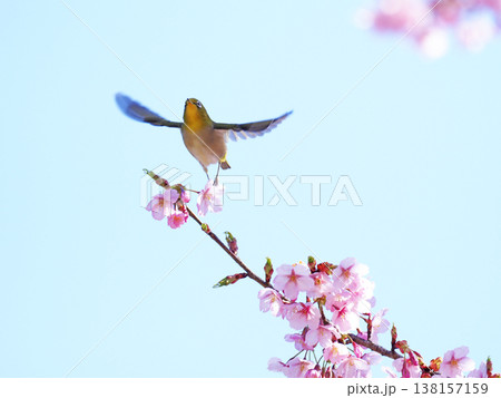 メジロと桜 138157159