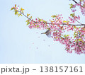 メジロと桜 138157161
