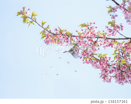 メジロと桜 138157161