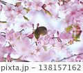 メジロと桜 138157162