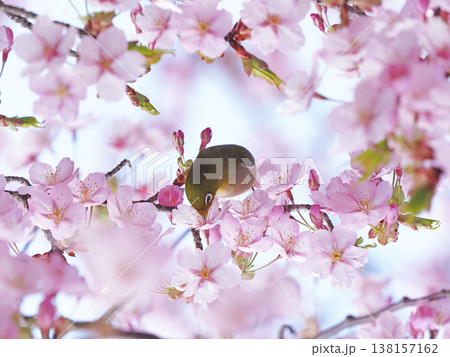 メジロと桜 138157162