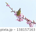 メジロと桜 138157163
