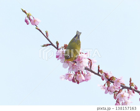 メジロと桜 メジロと桜 138157163