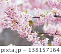 メジロと桜 138157164
