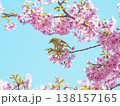 メジロと桜 138157165