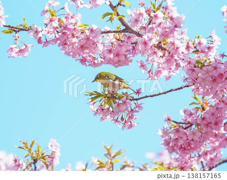 メジロと桜 138157165