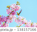 メジロと桜 138157166