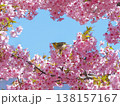 メジロと桜 138157167