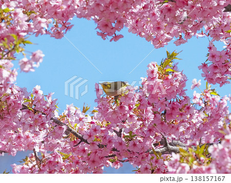 メジロと桜 138157167